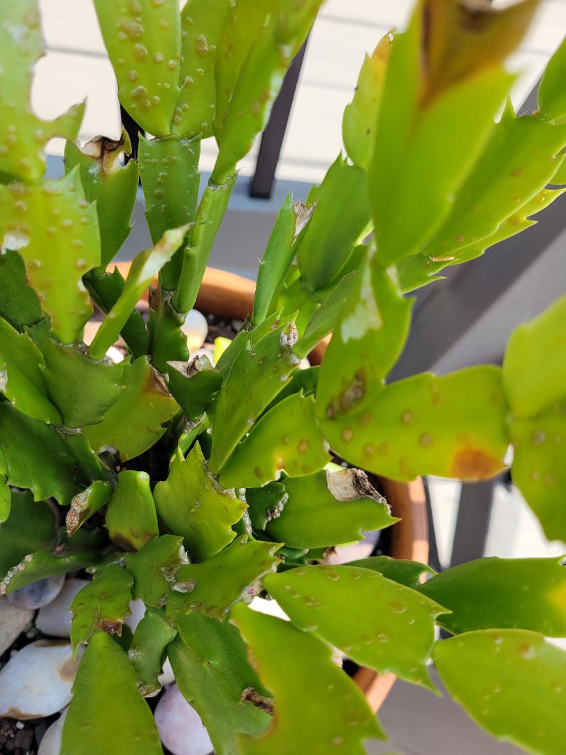 Diseases on Christmas Cactus