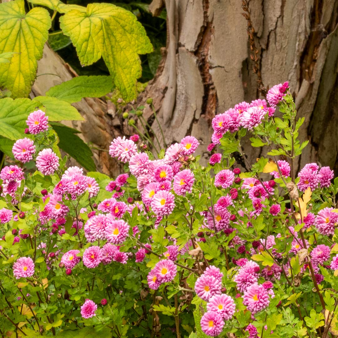 Chrysanthemum