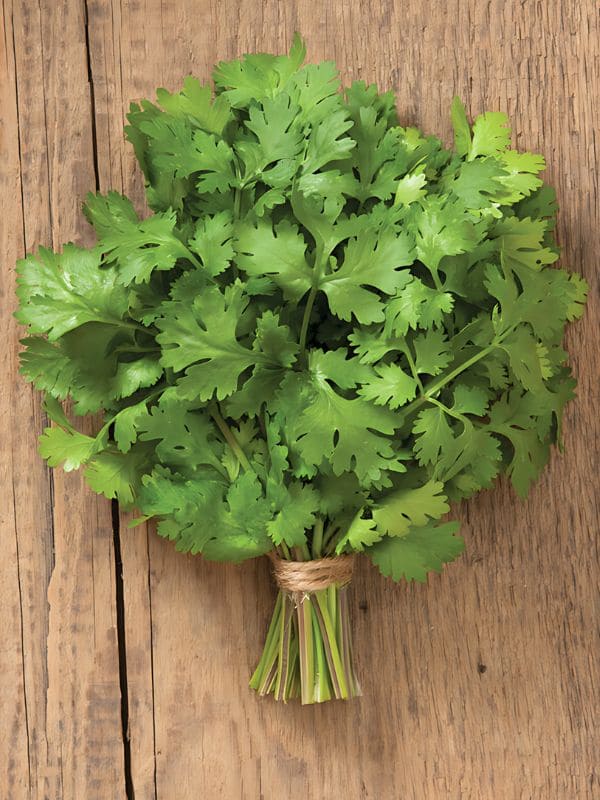 Cilantro