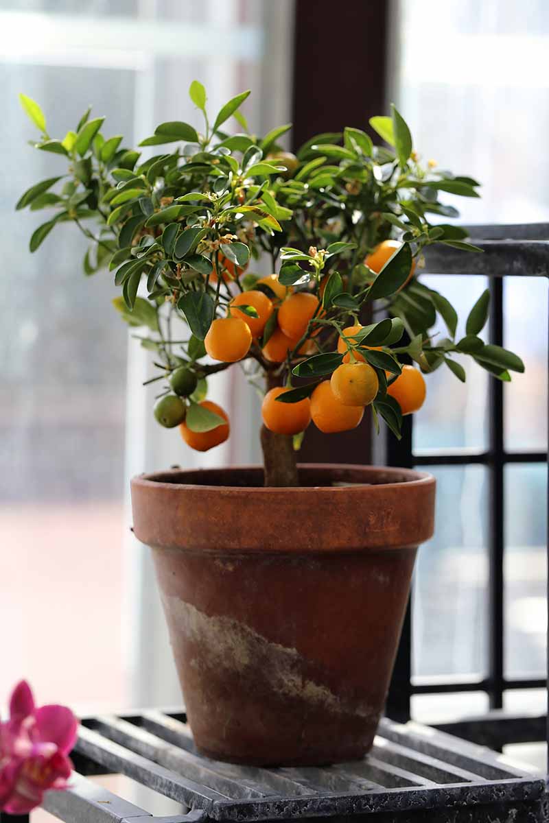 Dwarf Orange Tree