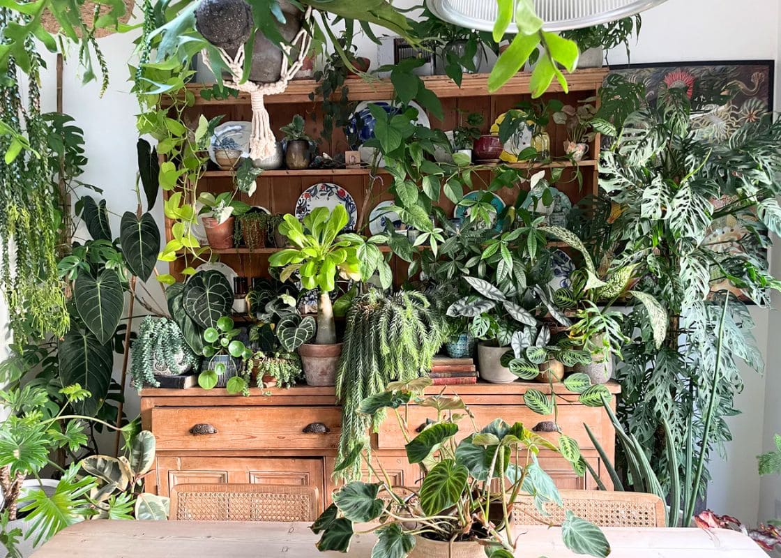 10 Most Common Indoor Plant Pests and Natural Ways to Manage Them