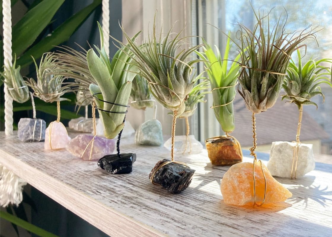 Craft Your Own Unique Wire Air Plant Holders