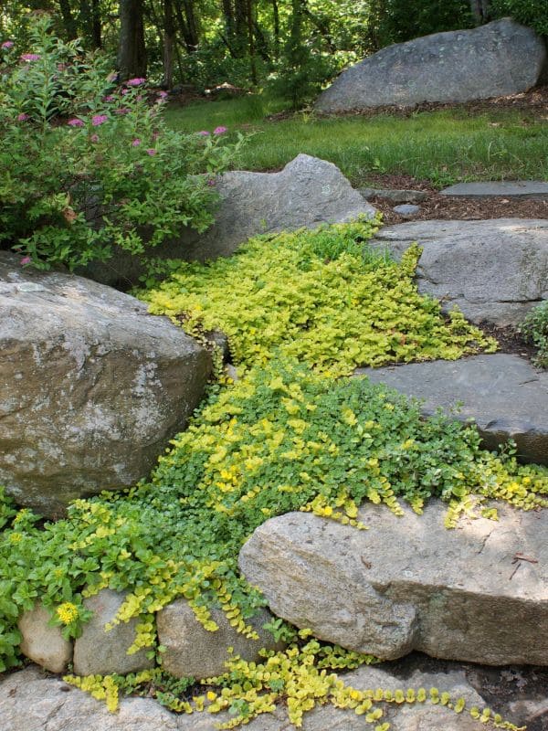 Creeping Jenny