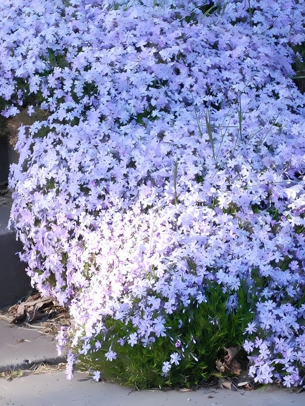 Creeping Phlox