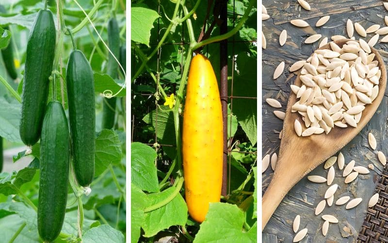 Cucumber from fruit to seeds