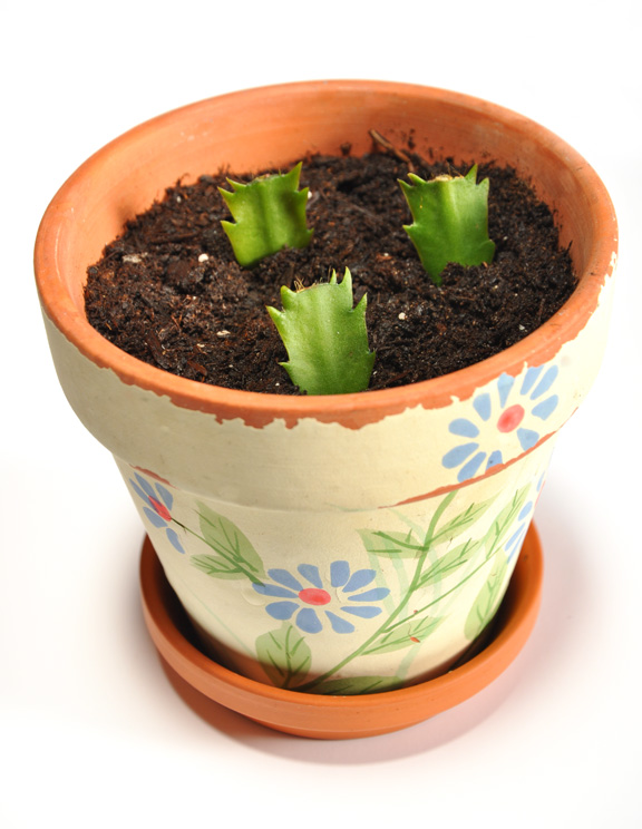 Growing Christmas Cactus In a Pot