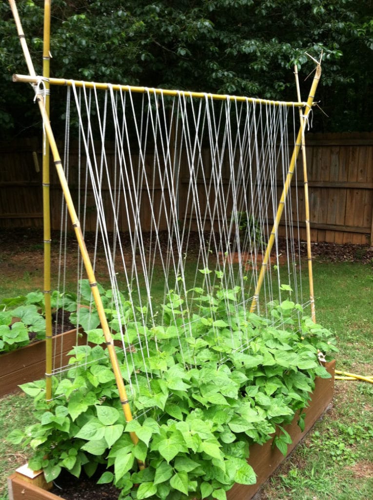 DIY String Trellis