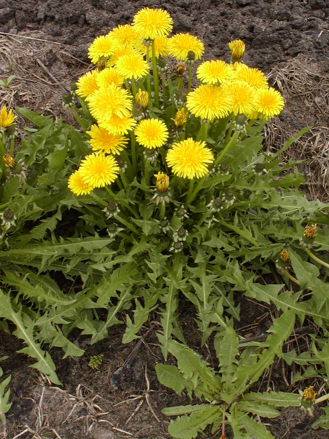 Dandelion Roots Help Soil Aeration