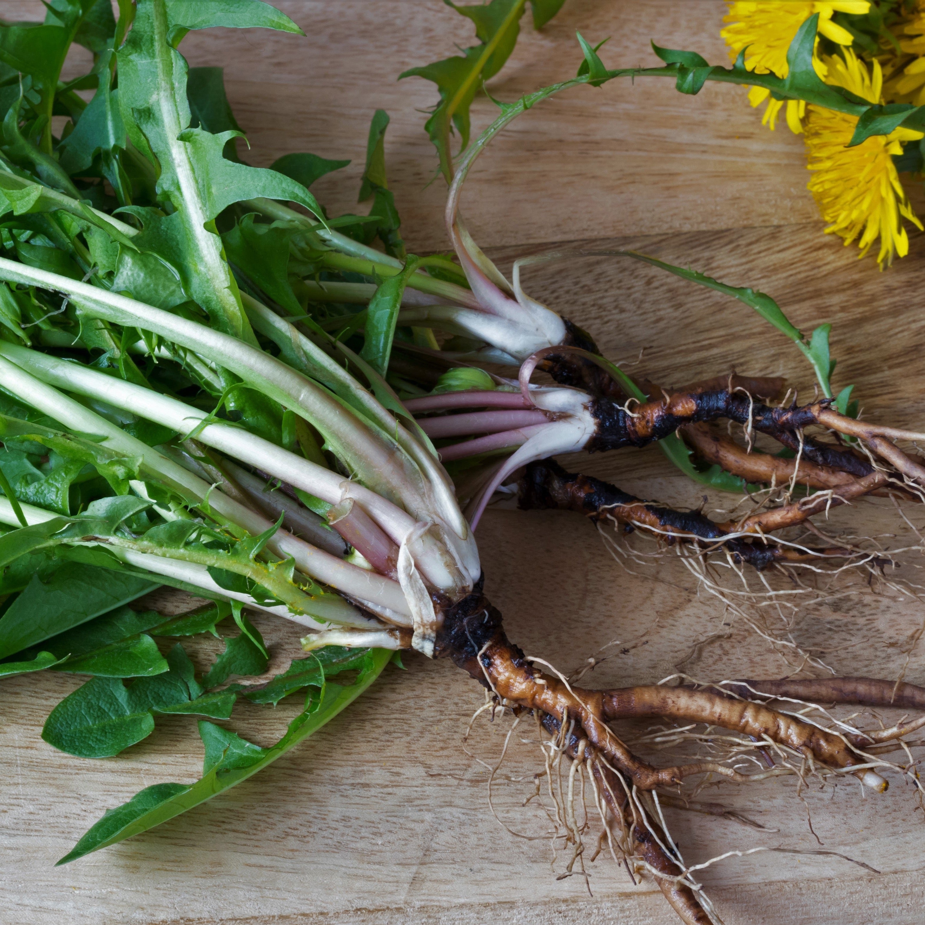 Dandelion Roots Are Rich in Vitamins and Minerals