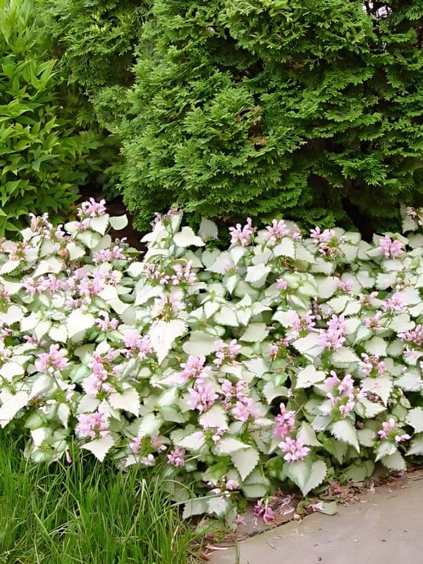 Dead Nettle