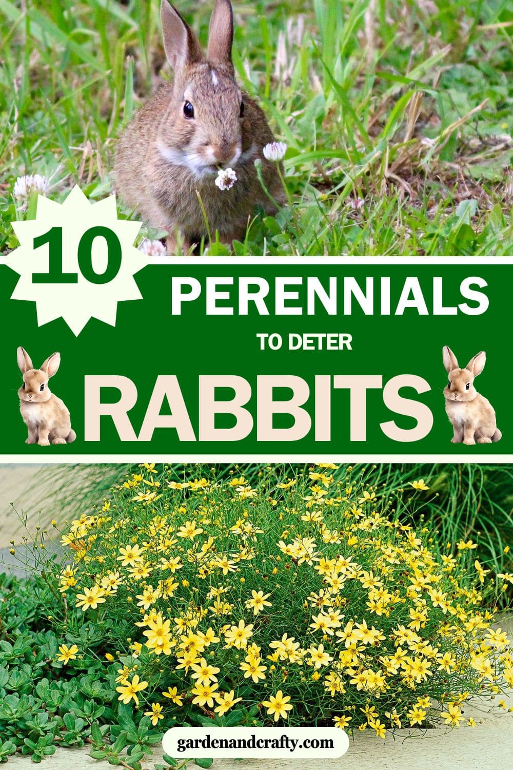 Did You Know Many Gardeners Plant These Perennials To Protect Their Garden From Rabbits?