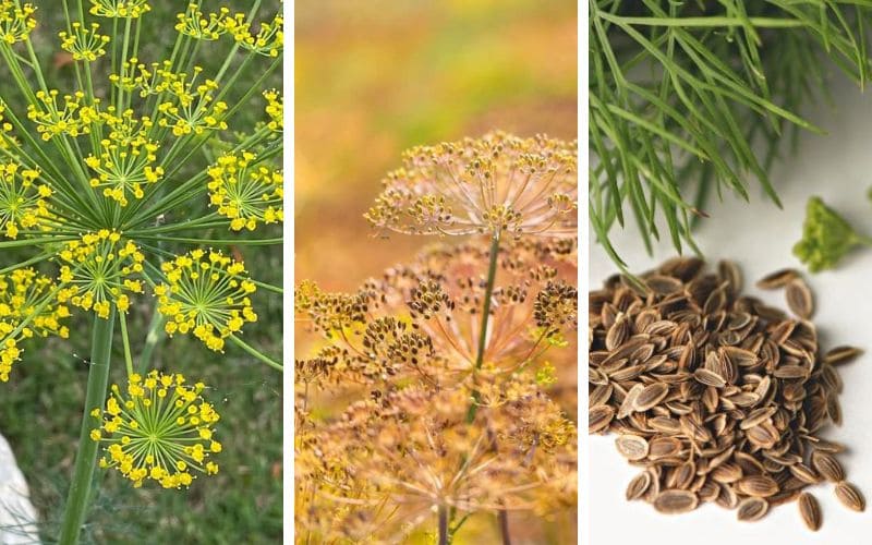 Dill from bloom to seeds