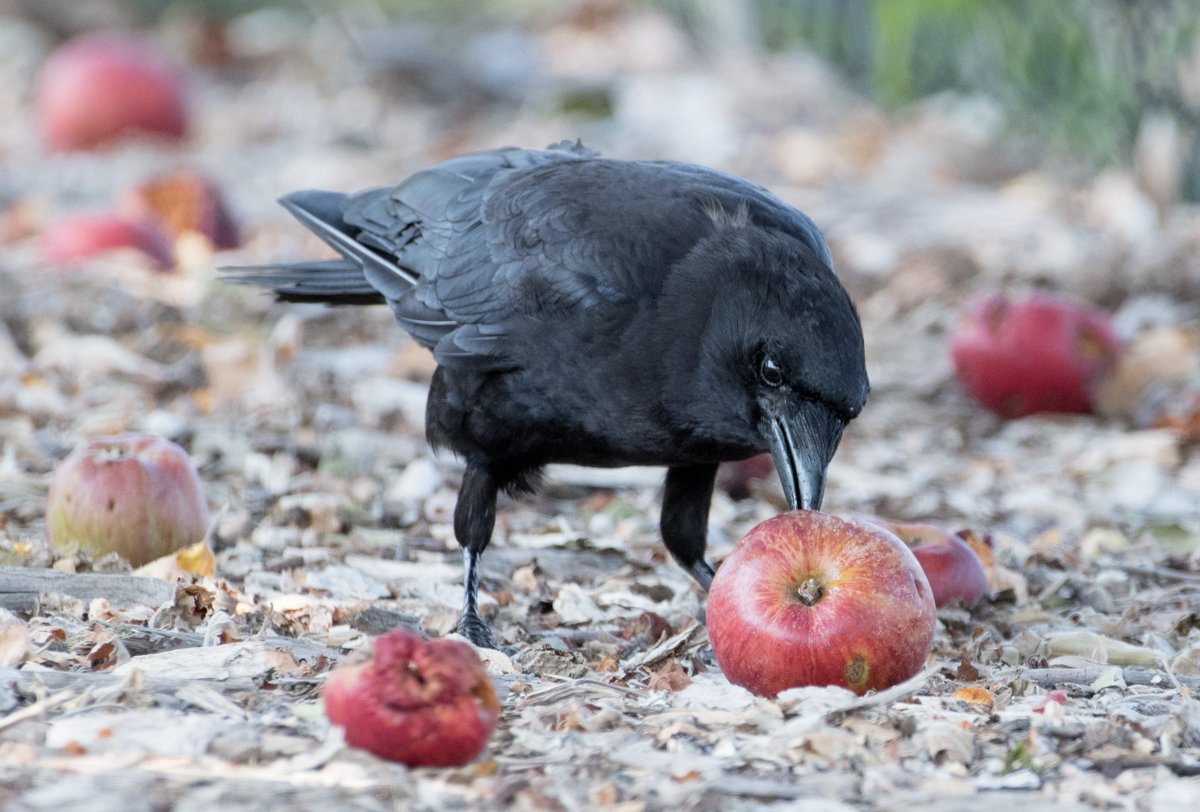 Crows Recycle Nutrient 