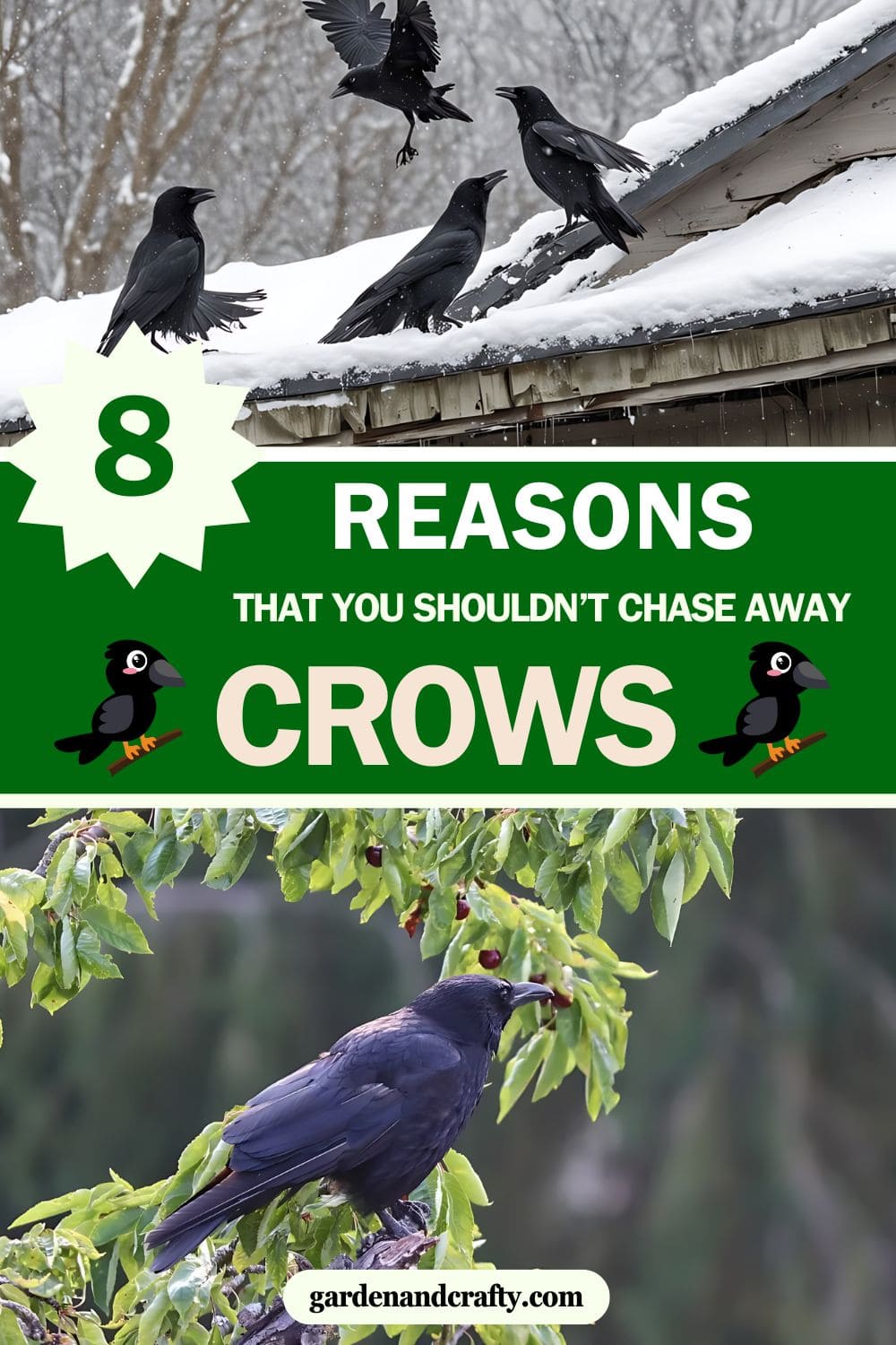 Don't Chase Crows Away If You Don't Know Their Benefits In The Garden