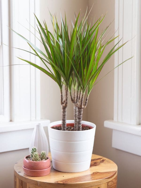 Dracaena