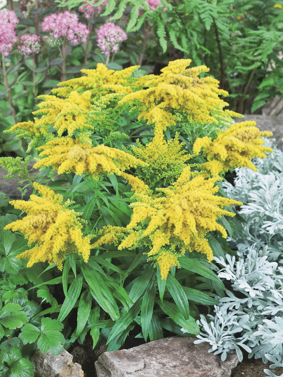 Goldenrod