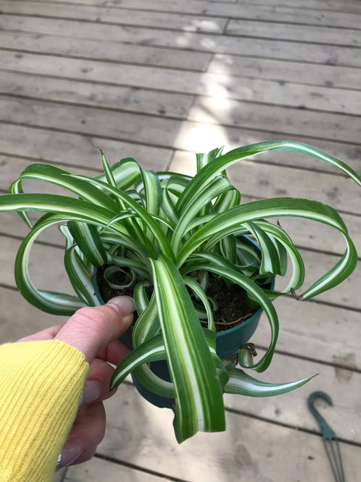 Rotate Spider Plant