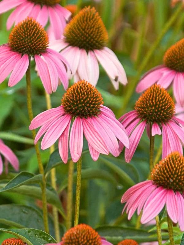 Echinacea