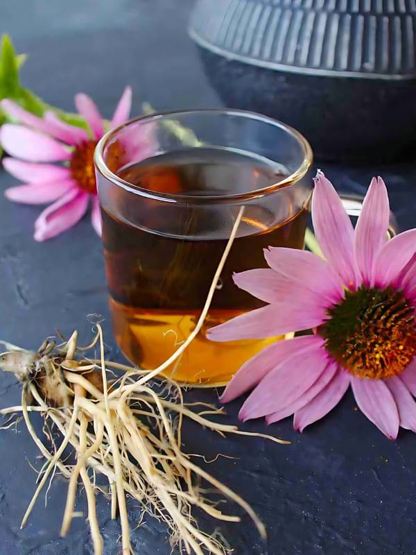 Echinacea Tea