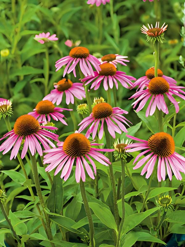 Echinacea