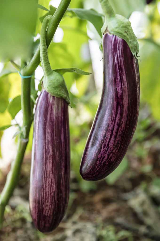 Eggplant