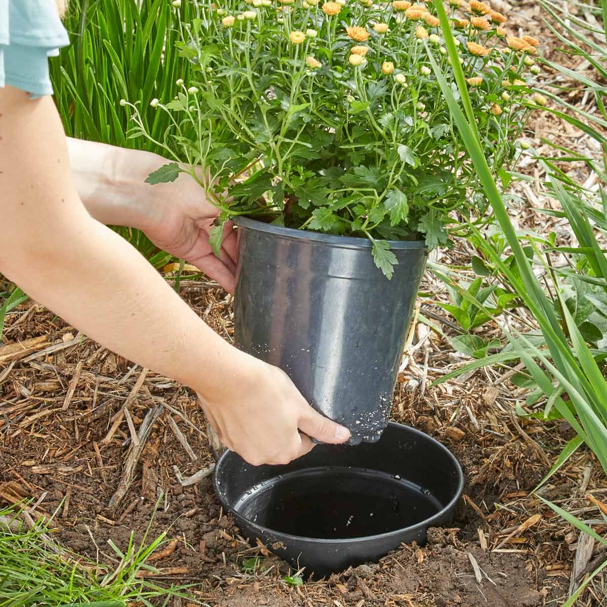 Pots in Pots Planting Helps Seasonal Swaps