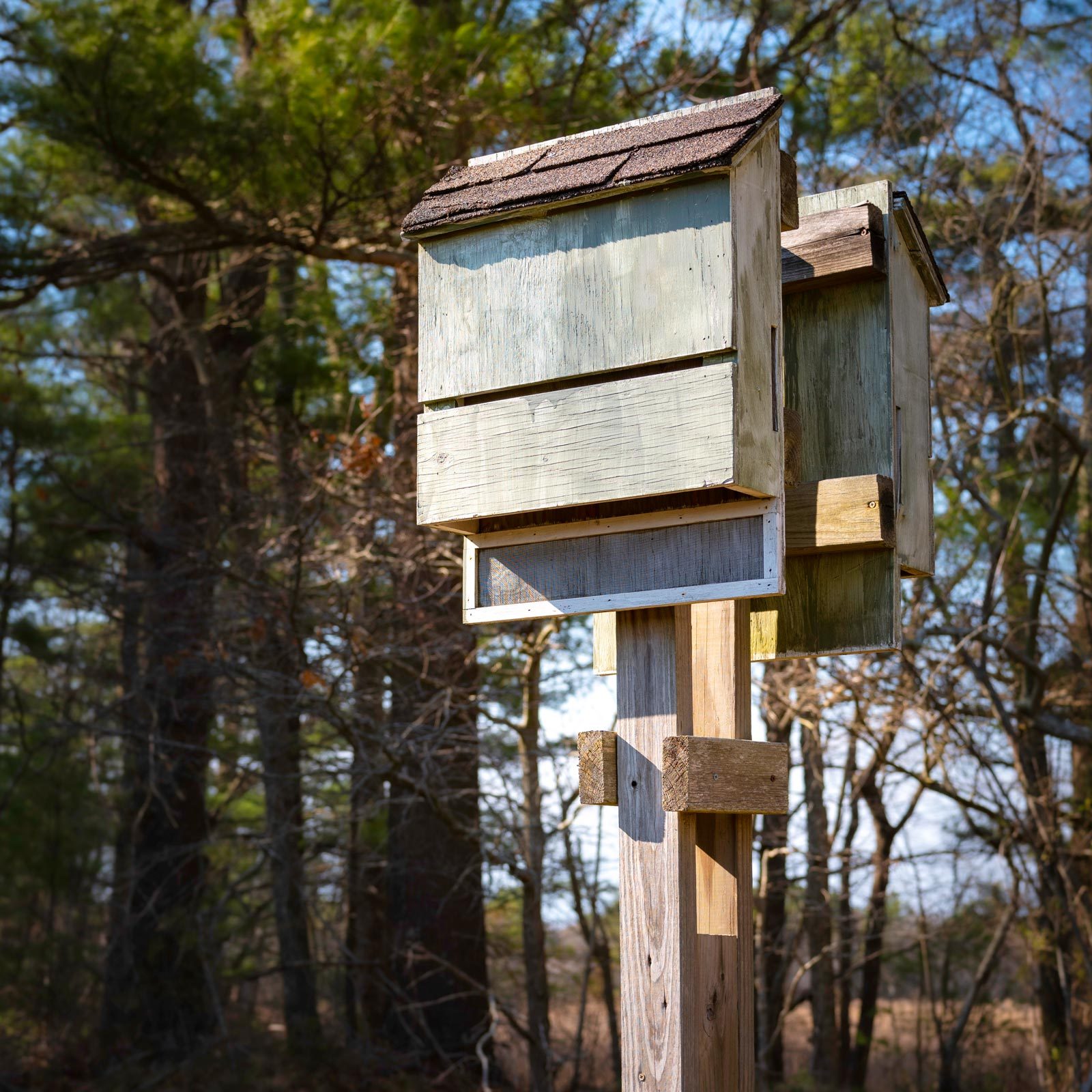 Install Bat Houses