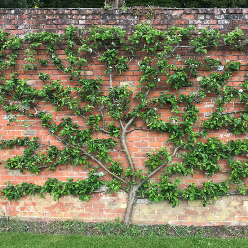 Espalier Fruit Trees as Garden Decorations