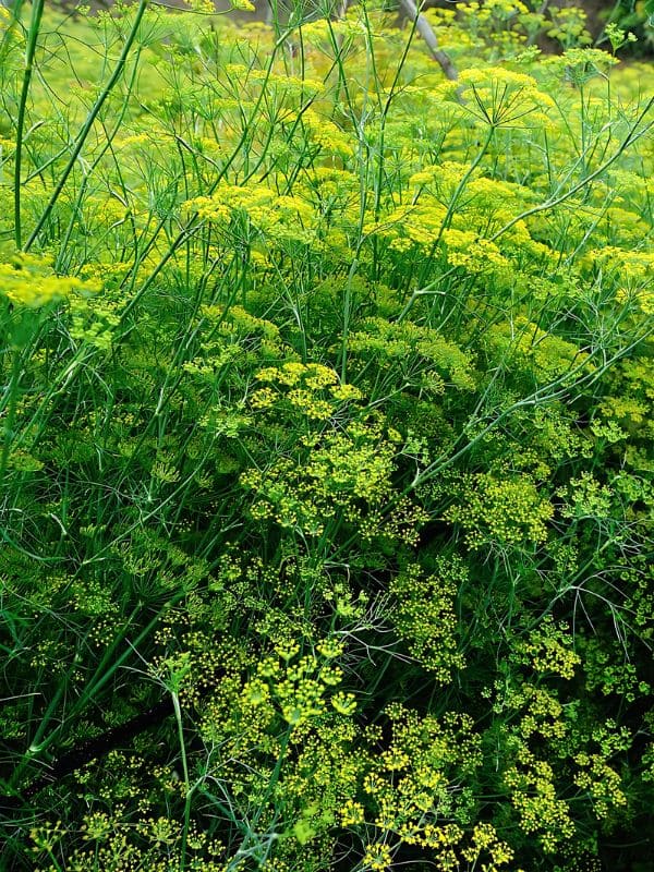 Fennel