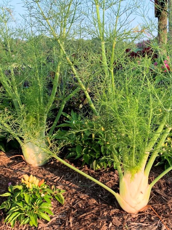 Fennel