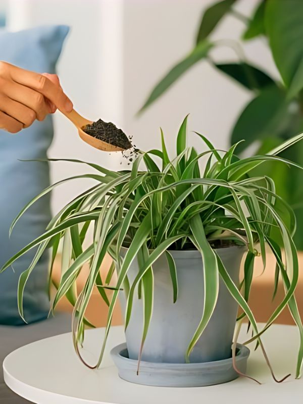 Fertilize Spider Plants Occasionally