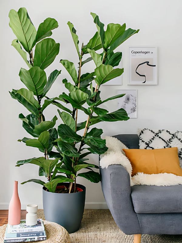 Fiddle Leaf Fig