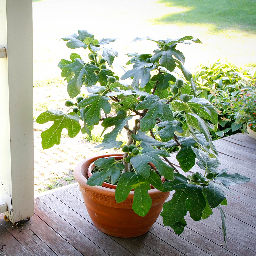 Dwarf Fig Tree