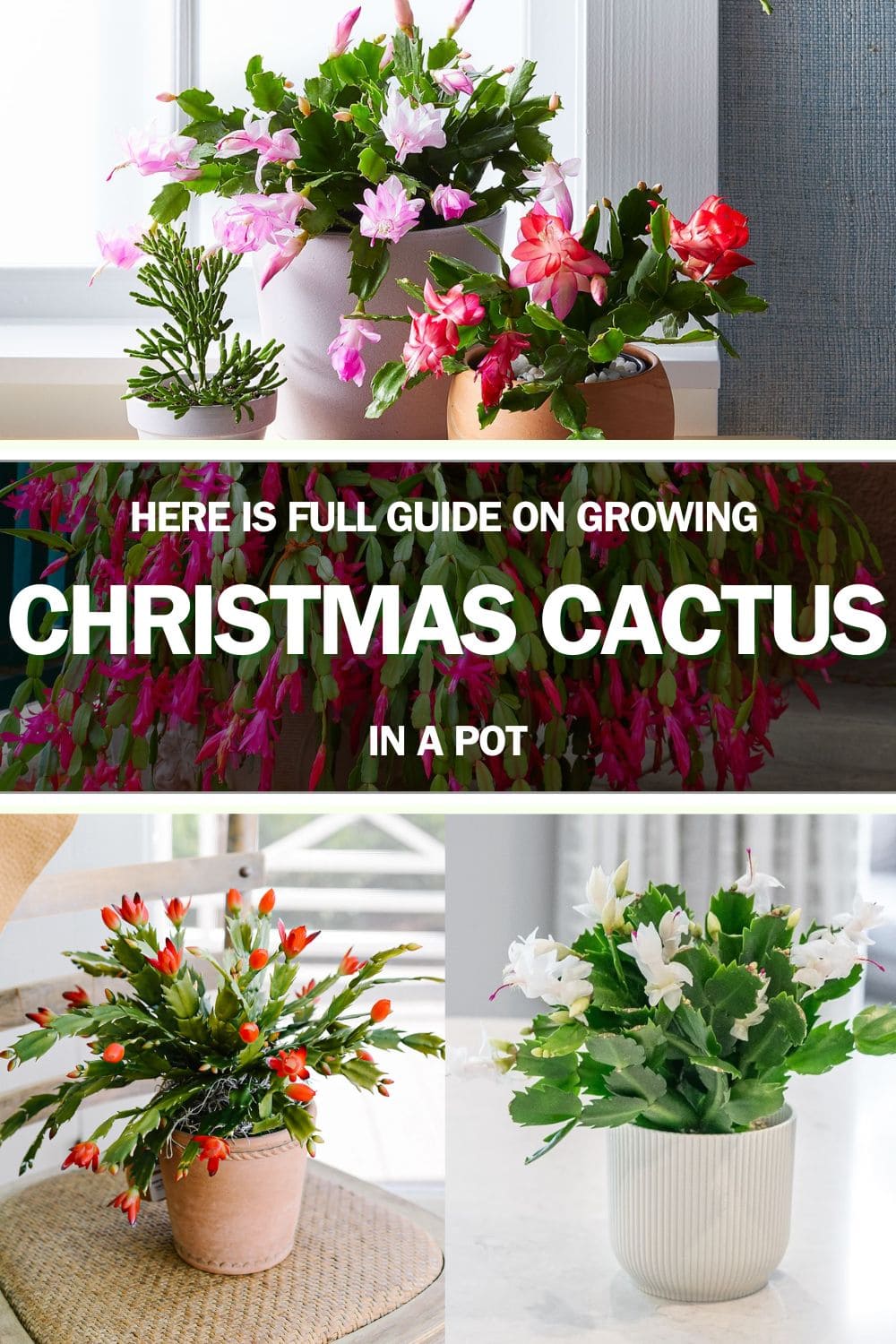 Full Guide on Growing Christmas Cactus Successfully In a Pot