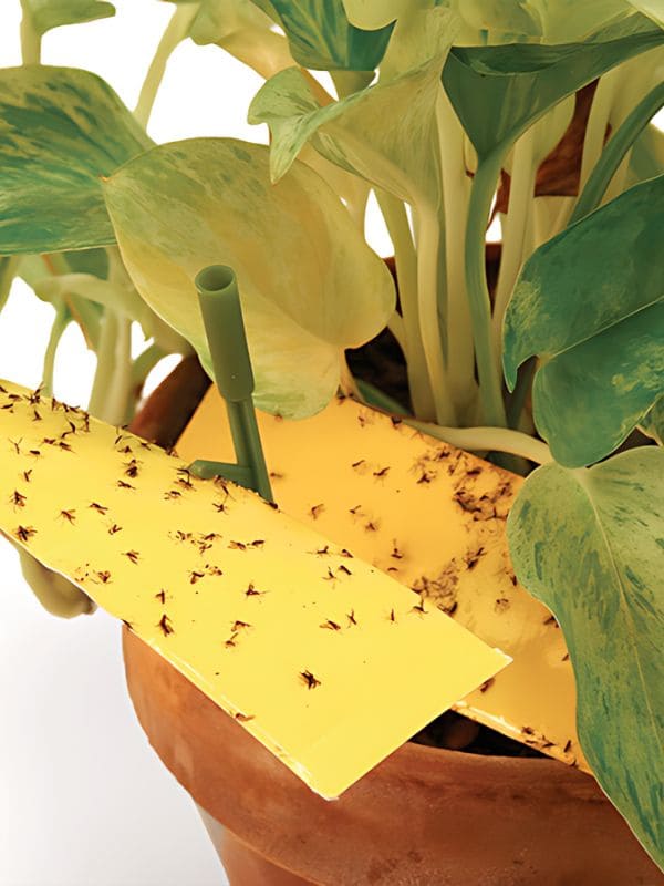 Fungus Gnats