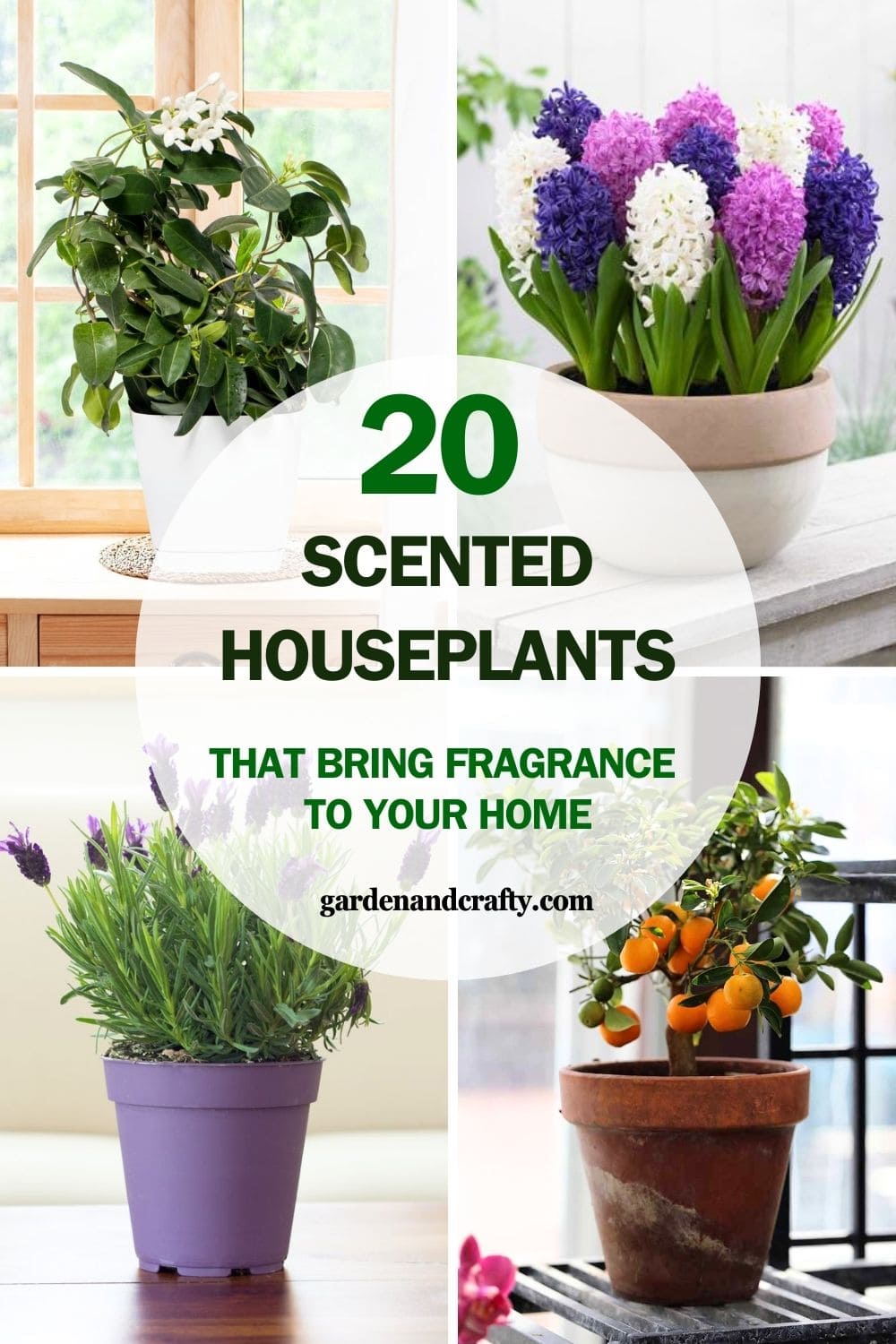 20 Scented Houseplants to Bring Fragrance to Your Home