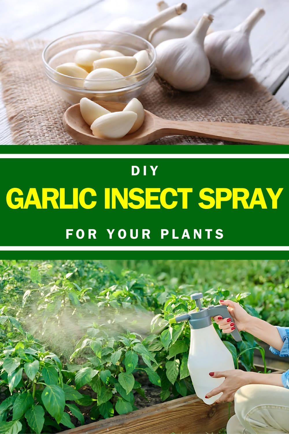 DIY Garlic Insect Spray For Your Plants