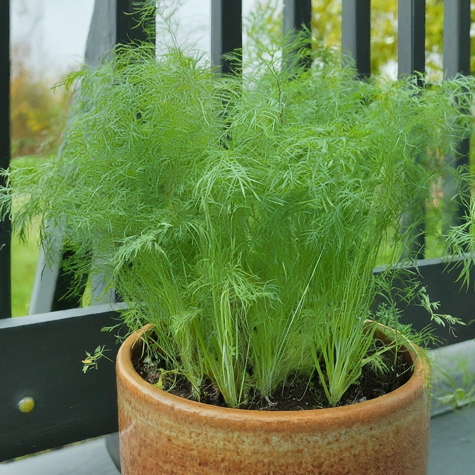 Fennel and Dill