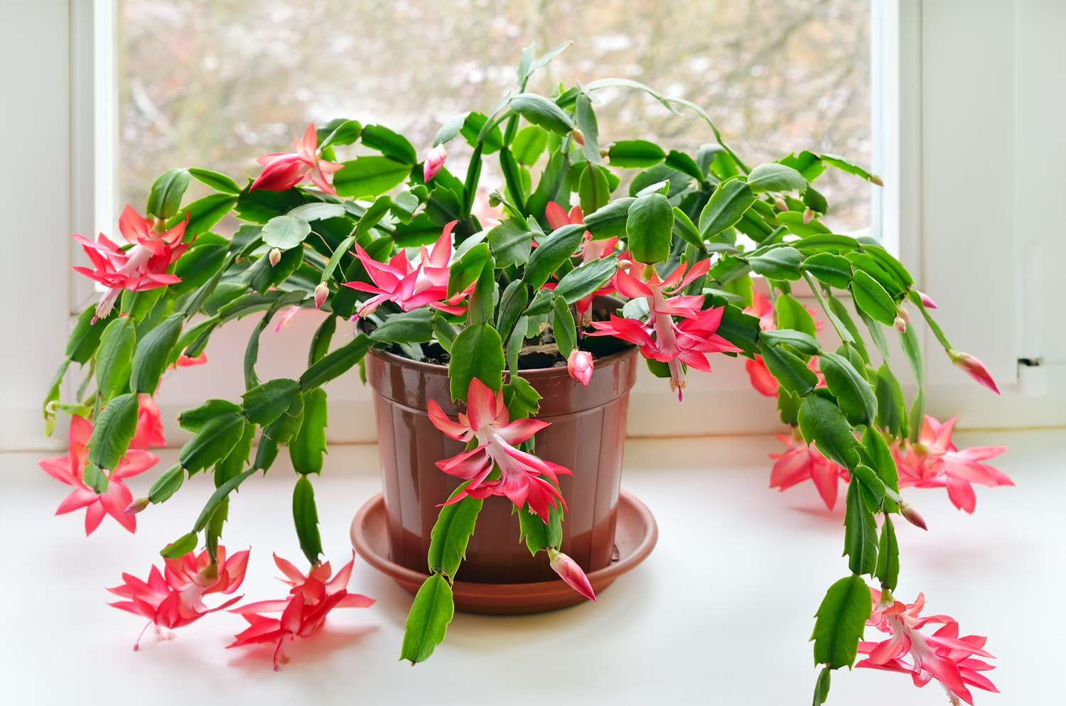 Christmas Cactus Besides Window