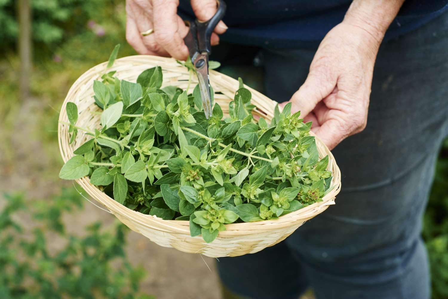 Harvesting Fresh Herbs