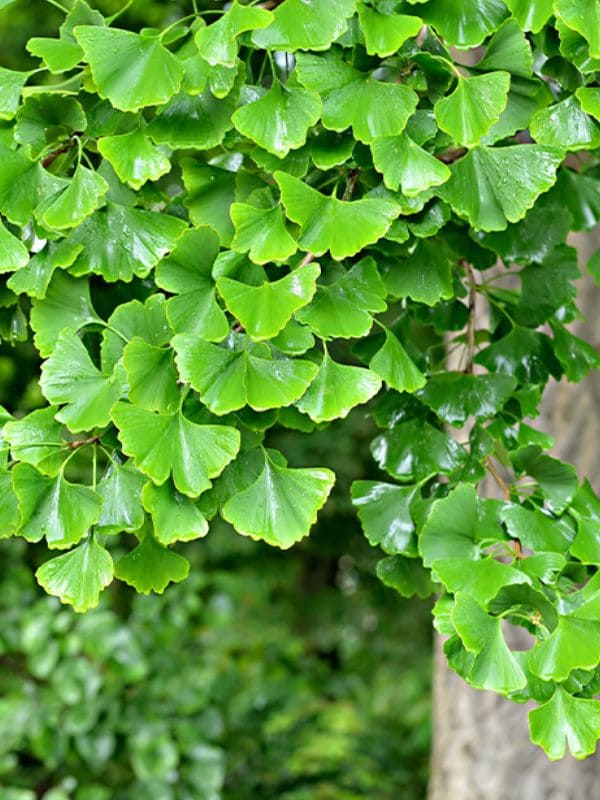 Ginkgo Biloba