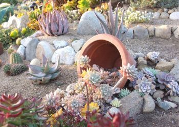 Grass-Free Alternatives to a Traditional Lawn