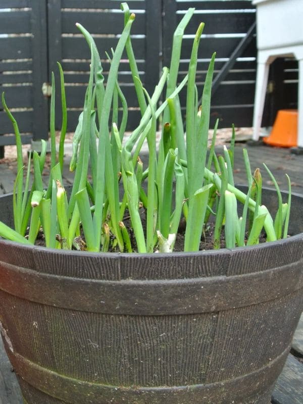 Green Onion