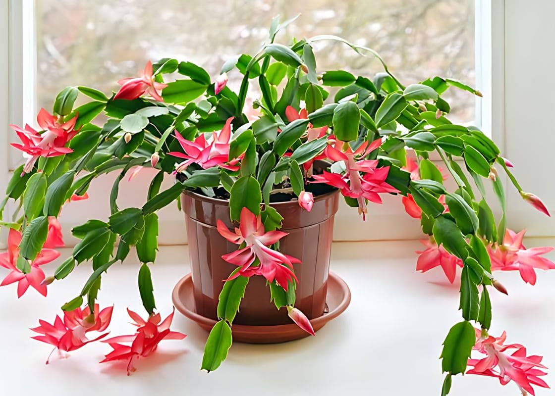 Here is Full Guide on Growing Christmas Cactus Successfully In a Pot