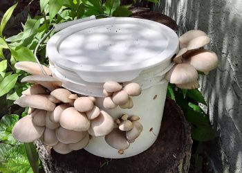 Now You Can Grow Stackable Mushroom Thanks to This Detailed Guide Growing Stackable Mushroom