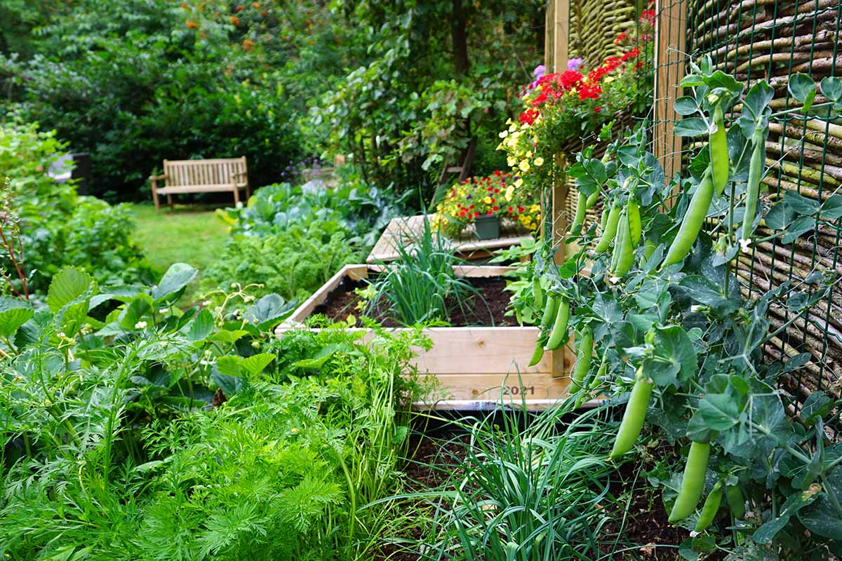 Vertical Gardening