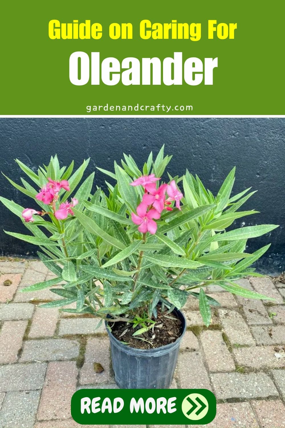 Guide on Caring For Oleander