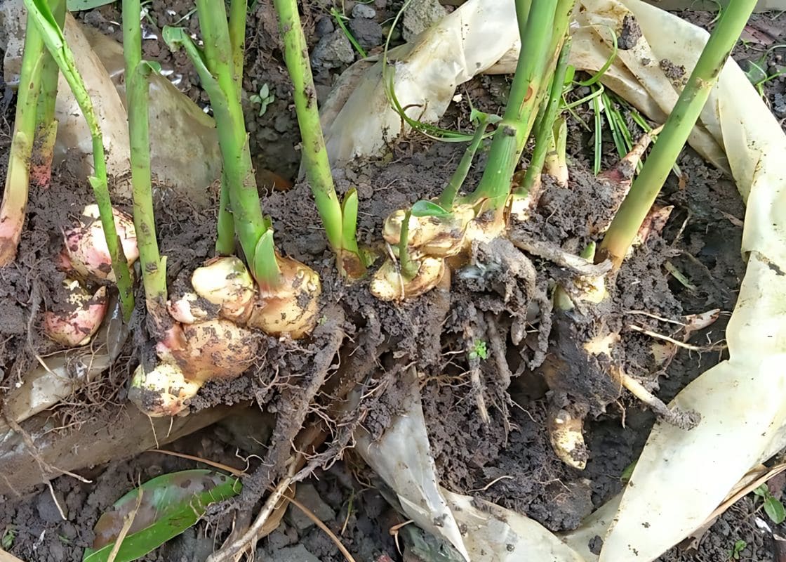 Step-by-step Guide on Growing Ginger in Plastic Bags