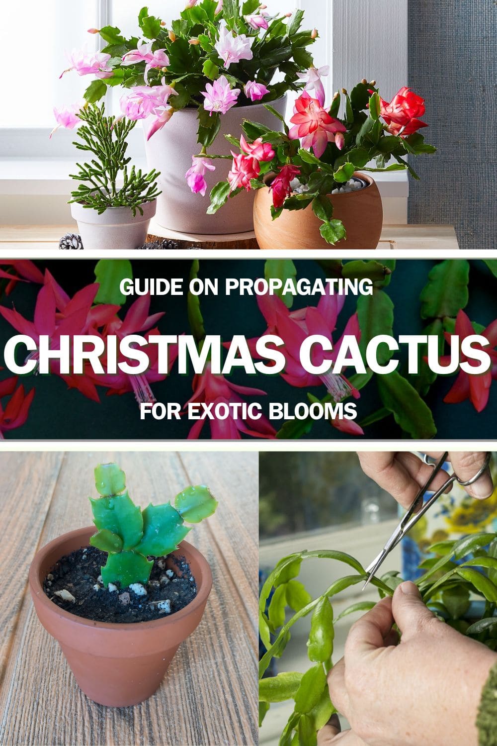 Guide on Propagating Christmas Cactus for Exotic Blooms