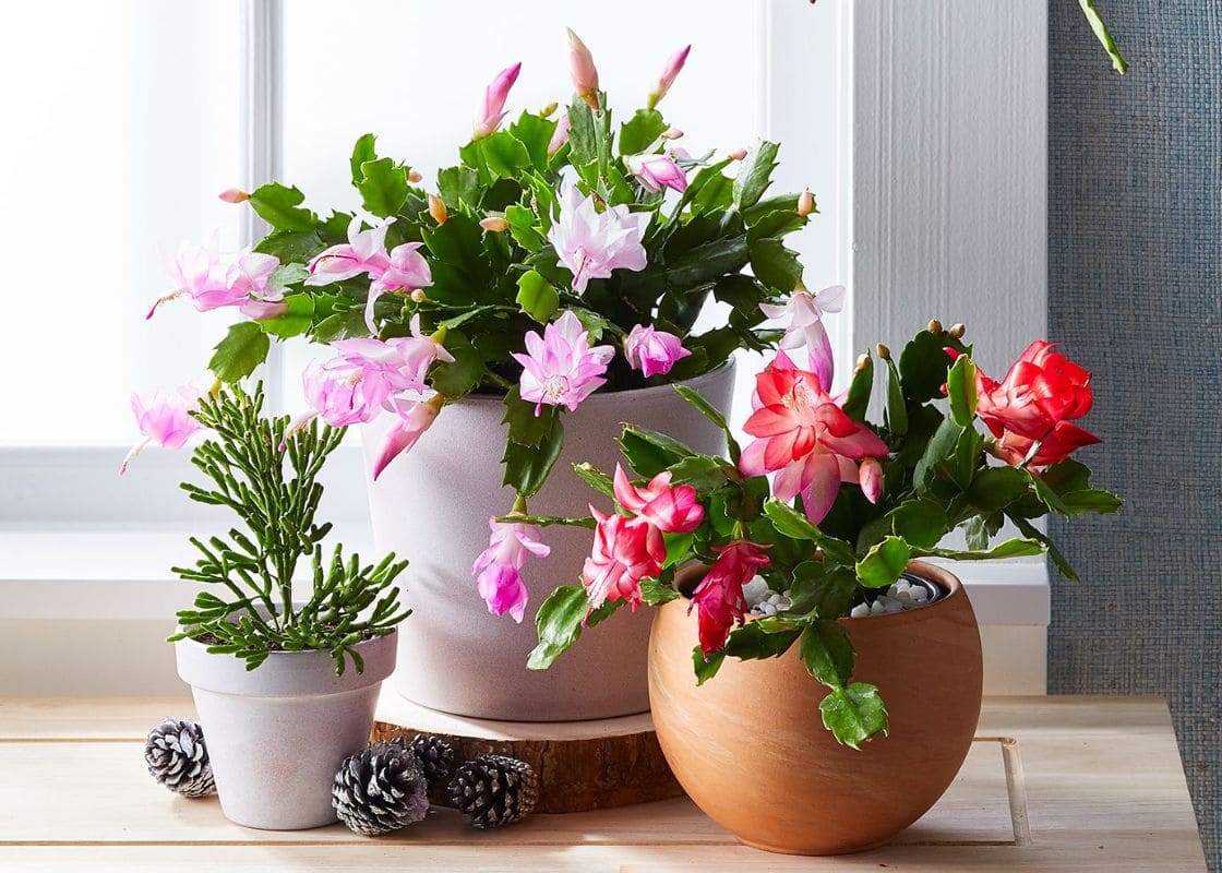 Guide on Propagating Christmas Cactus for Exotic Blooms